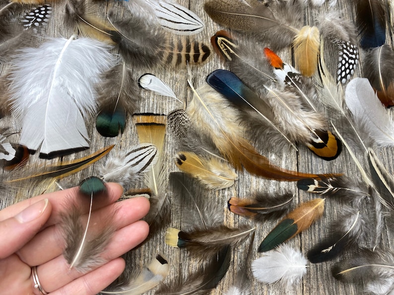 MULTIPACK natural feathers eco friendly feathers organic Etsy
