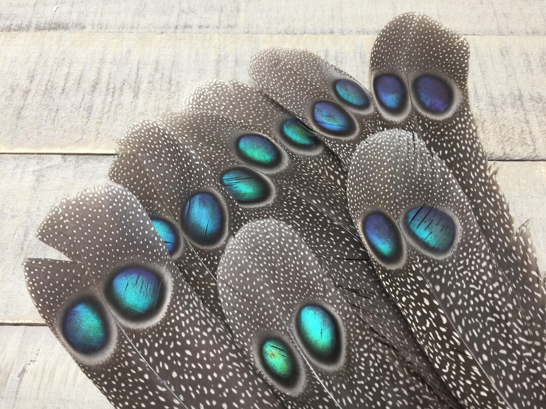 RARE Peacock Pheasant Tail Feather Cruelty Free Rare Etsy