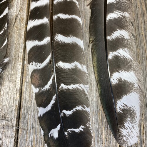 SALE RARE Set of 5 Ocellated Turkey feathers - shops rare feathers, unique feathers, smudge feathers, natural feathers, iridescent feather 8M2