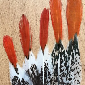 Lady Amherst Pheasant feathers / natural feathers, real feathers, unique feathers, smudge feathers, unusual feathers, orange tip, patterned image 4