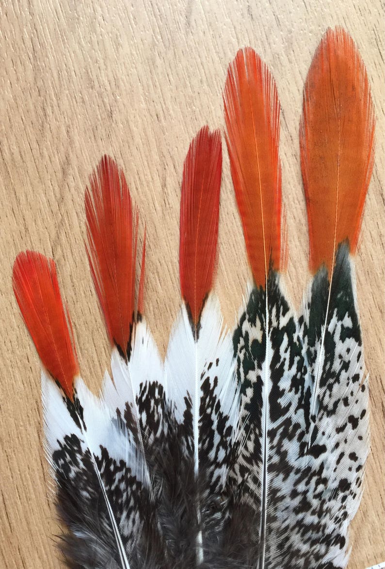 Lady Amherst Pheasant feathers / natural feathers, real feathers, unique feathers, smudge feathers, unusual feathers, orange tip, patterned image 4