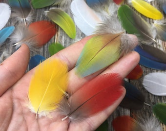 Premium MEDIUM Parrot feathers - cruelty free, naturally molted, 1.5-3”, colorful feathers, tropical feathers, natural feathers, smudge