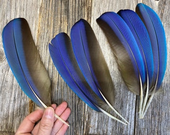 Plumes d'ara bleu - plumes des ailes secondaires - sans cruauté envers les animaux, plumes de perroquet, plumes uniques, plumes naturelles, plumes maculées, amour des oiseaux