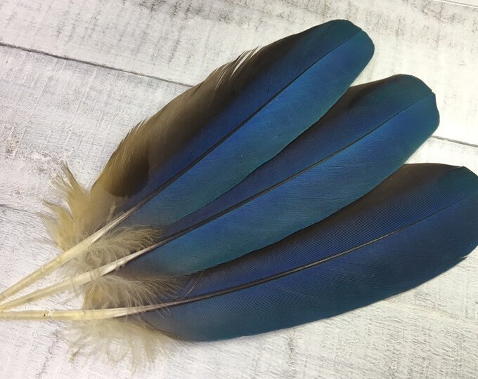 Rare Hybrid Macaw Feathers Cruelty Free Etsy