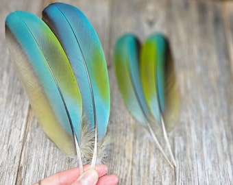 Military Macaw wing feathers - big feathers, natural blue feathers, parrot feathers, cruelty free, macaw feathers, turquoise feathers