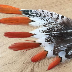 Lady Amherst Pheasant feathers / natural feathers, real feathers, unique feathers, smudge feathers, unusual feathers, orange tip, patterned image 1