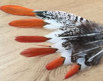 Lady Amherst Pheasant feathers / natural feathers, real feathers, unique feathers, smudge feathers, unusual feathers, orange tip, patterned