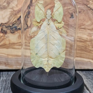 May include: A preserved leaf insect, also known as a walking leaf, displayed in a glass dome on a black wooden base. The insect is light brown and has a leaf-like appearance.