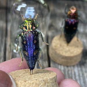 May include: Two iridescent green and blue beetles are displayed on cork bases. The beetles have long legs and are mounted in a standing position.