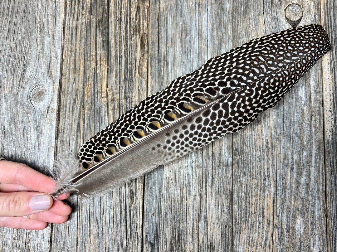 RARE Argus Feather Cruelty Free Molted Feather Natural Etsy