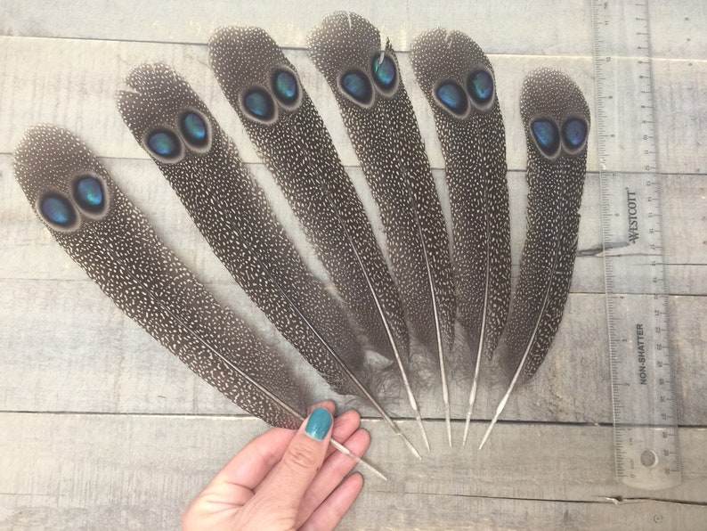 RARE Peacock Pheasant tail feather cruelty free rare Etsy