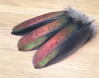 RARE Ocellated Turkey feathers, unique feathers, iridescent feathers, natural history, natural feathers, smudge feathers, cruelty free, molt