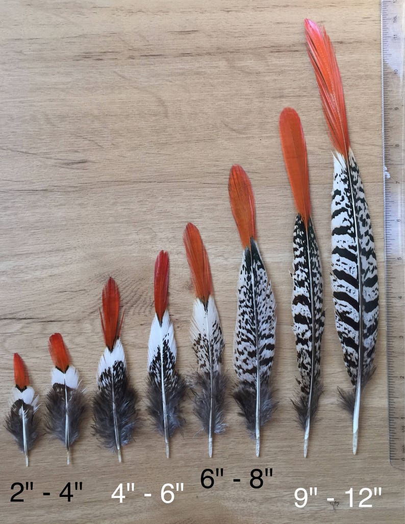 Lady Amherst Pheasant feathers / natural feathers, real feathers, unique feathers, smudge feathers, unusual feathers, orange tip, patterned image 3