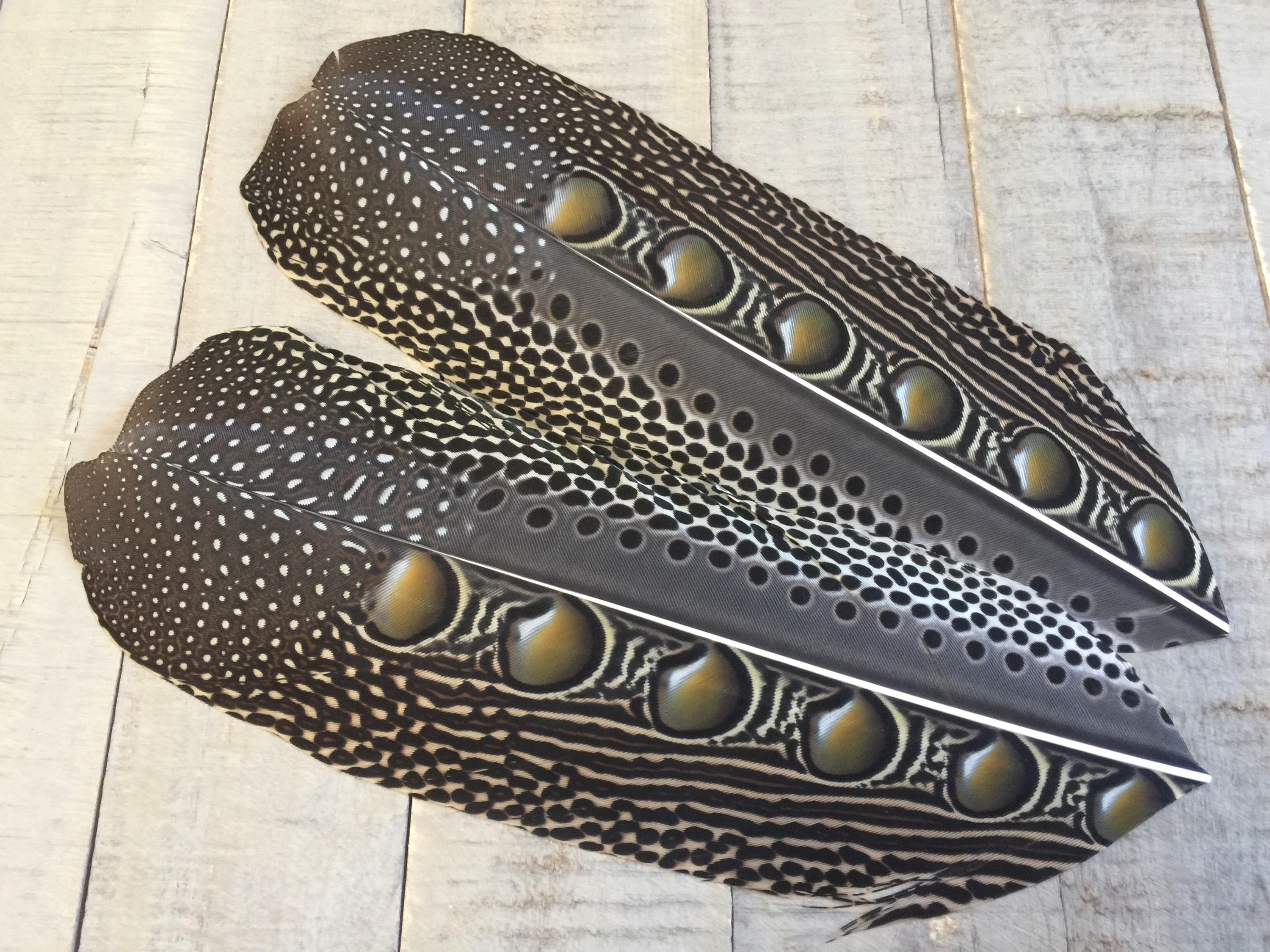 rare Argus Pheasant feathers cruelty free rare feather | Etsy