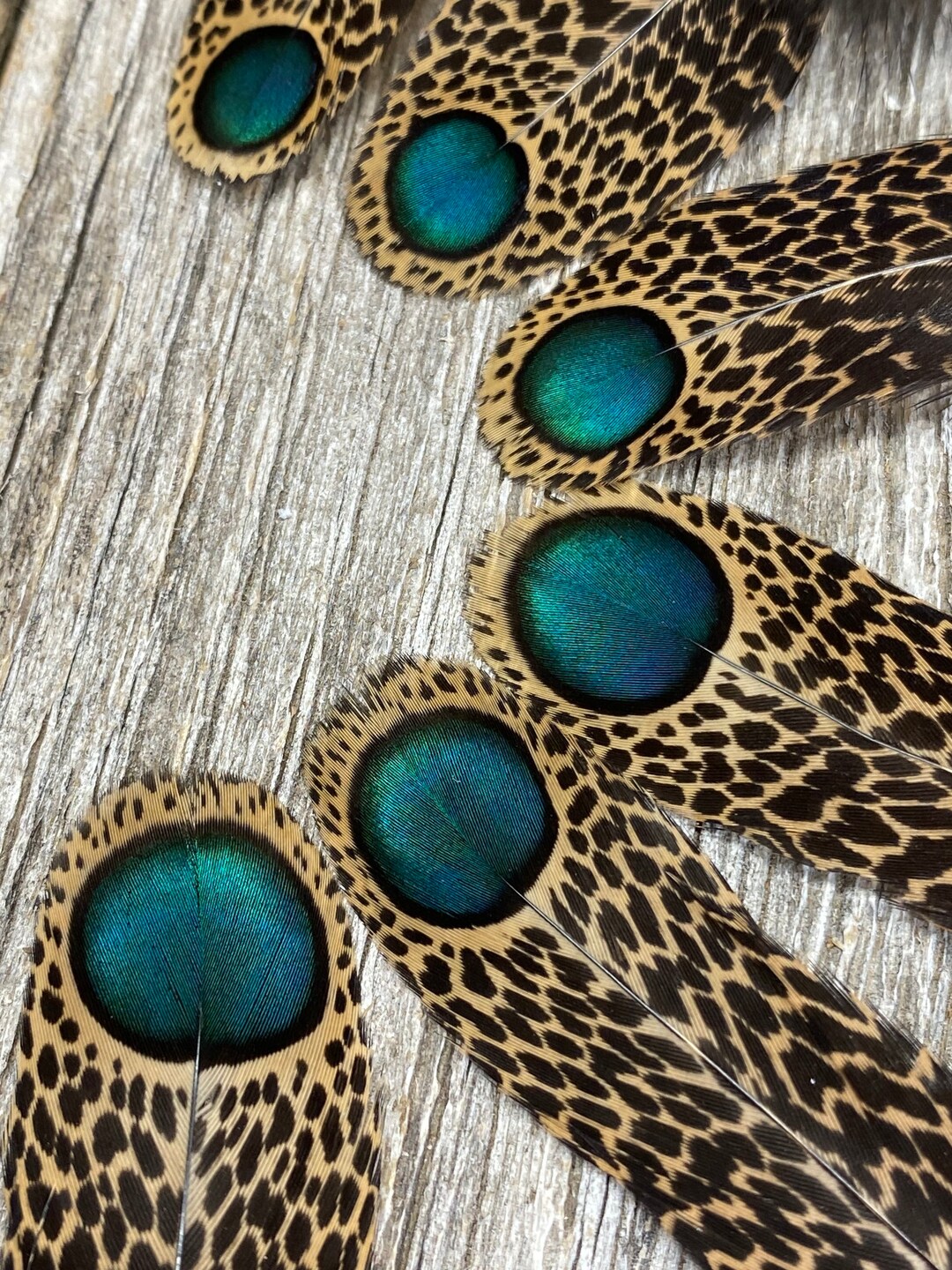 RARE Malayan Peacock Pheasant Exotic Feathers, Rare Feathers, Iridescent Feathers, Eyed Feathers