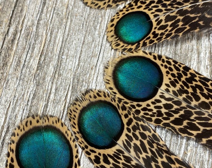 RARE Malayan Peacock Pheasant Exotic Feathers, Rare Feathers, Iridescent Feathers, Eyed Feathers