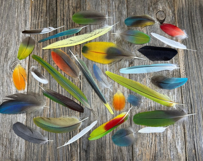 Set of 30 Parrot Feathers Cruelty Free, Rare Feathers, Unique Feathers