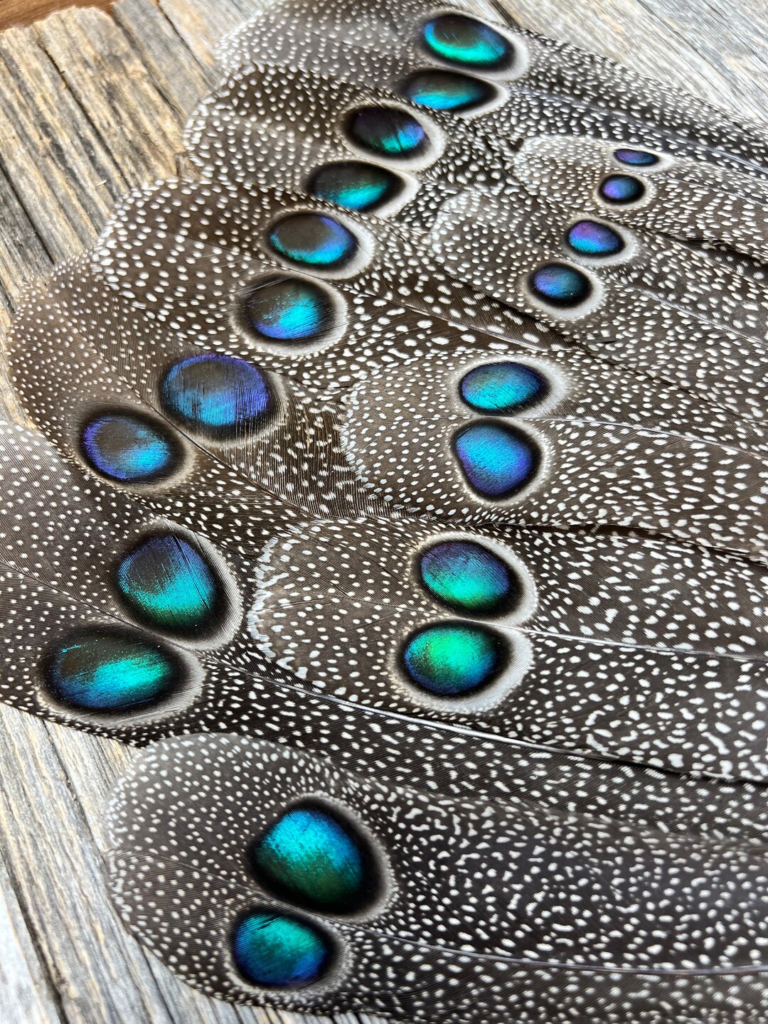 RARE Peacock Pheasant Tail Feather Cruelty Free, Rare Feathers, Unique Feathers, Smudge Feathers