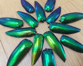 MULTIPACK Elytra Beetle Wings - gioielli di scarabeo, ali iridescenti, vere ali di insetti, arte di scarabeo, verde metallizzato, esemplari naturali, insetti