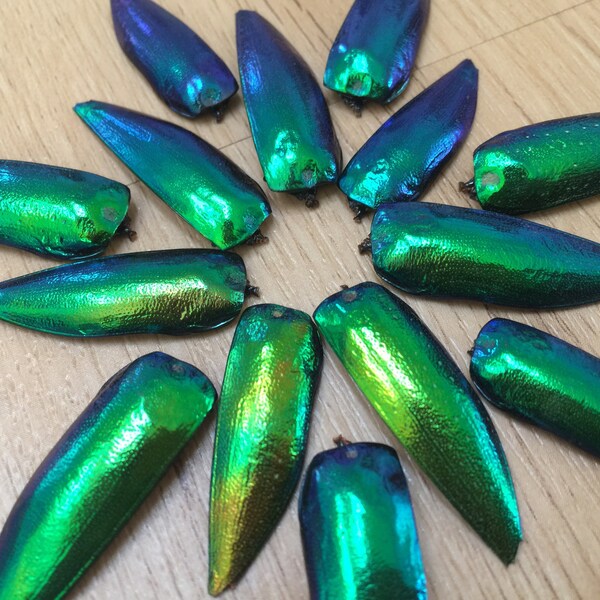MULTIPACK Elytra Beetle Wings - beetle jewelry, iridescent wings, real insect wings, beetlewing art, metallic green, nature specimens, bugs