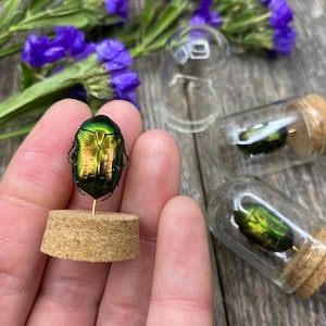 以下が含まれることがあります： コルク製の台座に緑と金の虹色の甲虫の標本が飾られています。甲虫はピンで留められており、ガラスのドームの中に収められています。