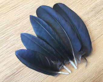 Set of 6 Mini Hooded Crow wing feathers - small feathers, black feathers, natural feathers, real feathers, raven feathers, smudge feathers