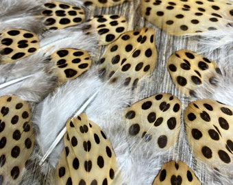 RARE Argus Pheasant feathers - cruelty free, unique feathers, leopard spotted feathers, rare feathers, feather collection, bird lover