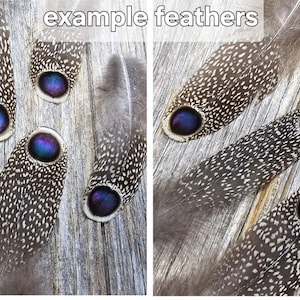 RARE Gray Peacock Pheasant feathers rare feathers, iridescent feathers, unique feathers, natural feathers, smudge feathers, cruelty free image 3