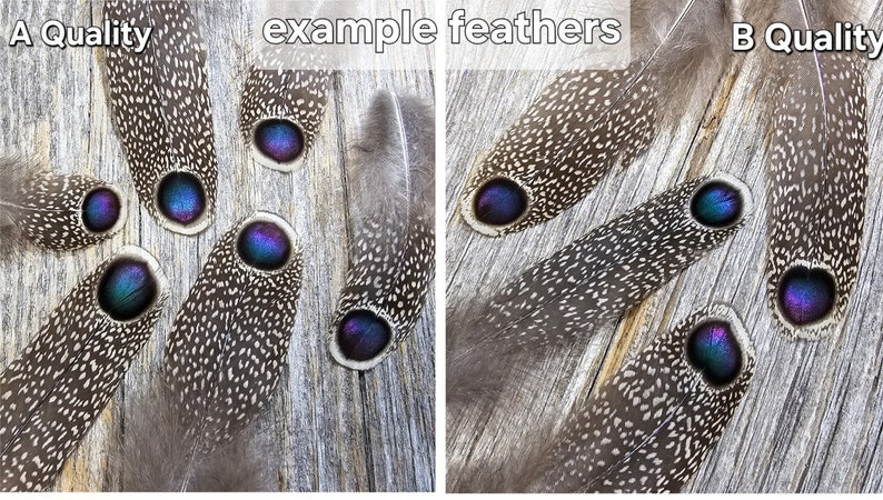 RARE Gray Peacock Pheasant feathers rare feathers, iridescent feathers, unique feathers, natural feathers, smudge feathers, cruelty free image 3