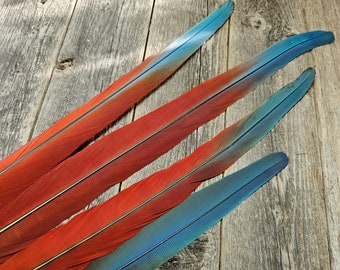 Macaw tail feather - Green-winged Macaw feather, cruelty free, parrot feather, rare feather, unique feather, colorful feather, tail feather