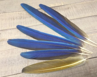 Macaw tail feathers - cruelty free, exotic feathers, long feather, parrot feathers, smudge feathers, blue feather, natural feather, tropical