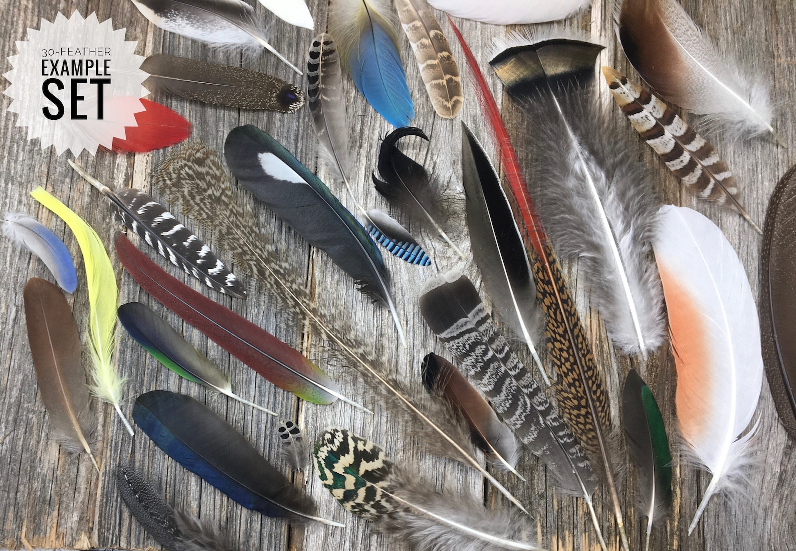 SET of Feathers Cruelty Free Natural Feathers Etsy