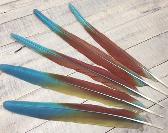 RARE Military Macaw tail feathers - parrot feathers, colorful feathers, macaw feathers, real feathers, cruelty free, natural feathers