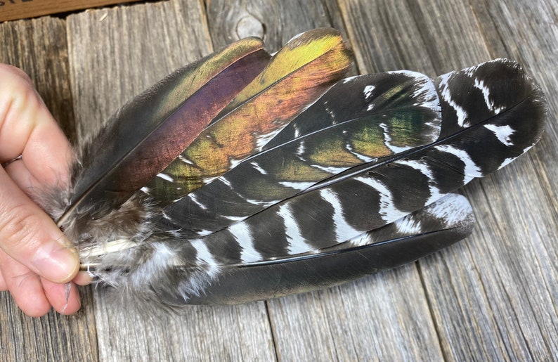 SALE RARE Set of 5 Ocellated Turkey feathers - shops rare feathers, unique feathers, smudge feathers, natural feathers, iridescent feather 8M2