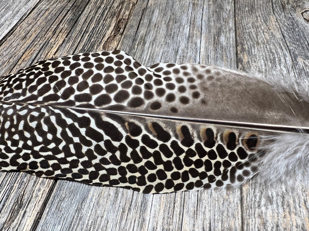 RARE Argus Feather Cruelty Free, Molted Feather, Natural Feather