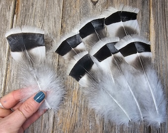 RARE beautiful hybrid Heritage Turkey feathers - hawk feather, eagle feather, owl feather substitute, natural coloration, unique feathers