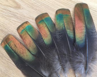 RARE Ocellated Turkey - cruelty free, rare feathers, iridescent feathers, natural feathers, real feathers, smudge feathers, bird lover gift