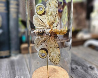 Lanternfly Display Dome – Entomology Specimen, Natural History
