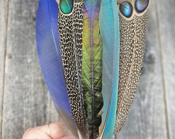 SALE Set of 6 feathers - cruelty free, natural feathers, real feathers, exotic feathers, big feathers, unique feathers, iridescent 13A4