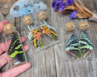 Nature Curiosity - Madagascar Sunset Moth Wing Specimen - naturalist gift, nature collection, nature study, natural history, nature keepsake