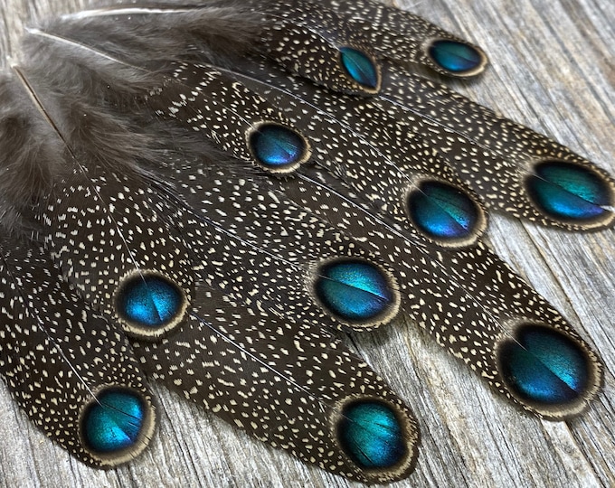 RARE Germain's Peacock Pheasant Feathers Cruelty Free, Natural Feathers, Unique Feathers, Rare