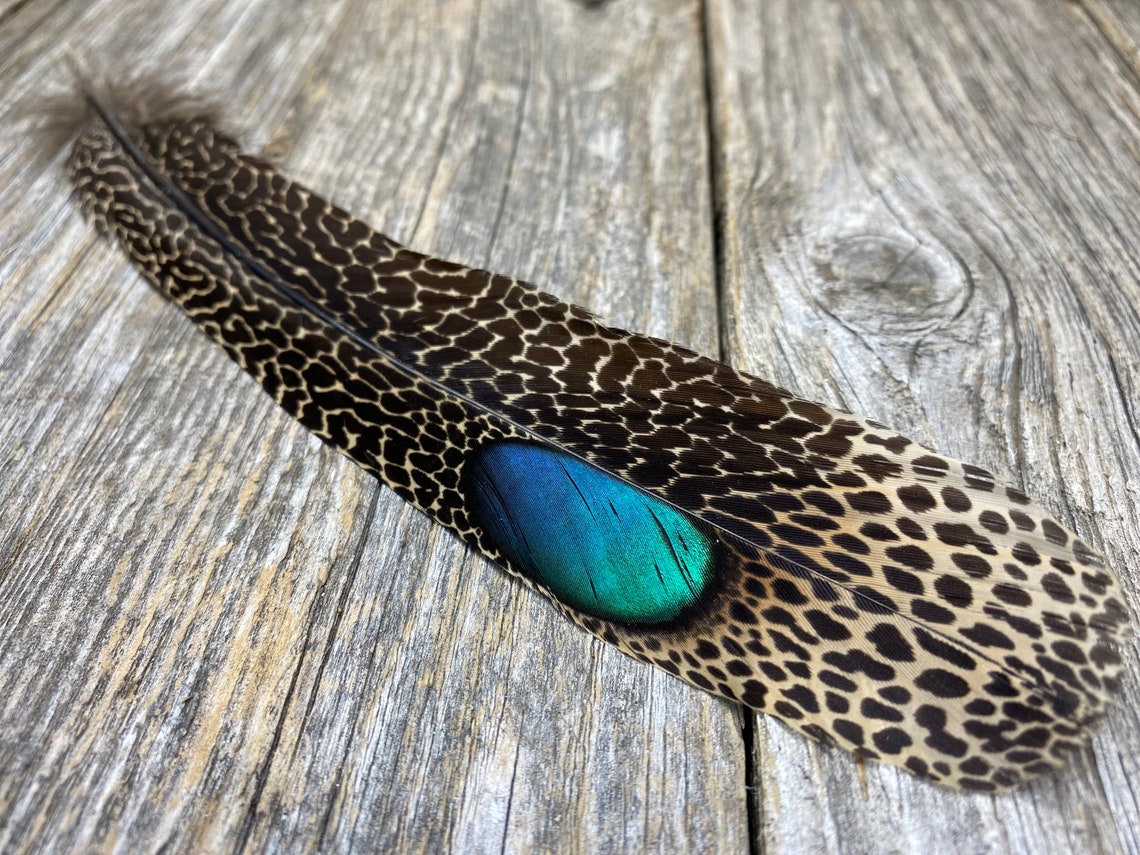 RARE Malayan Peacock Pheasant Feathers Cruelty Free Rare Etsy