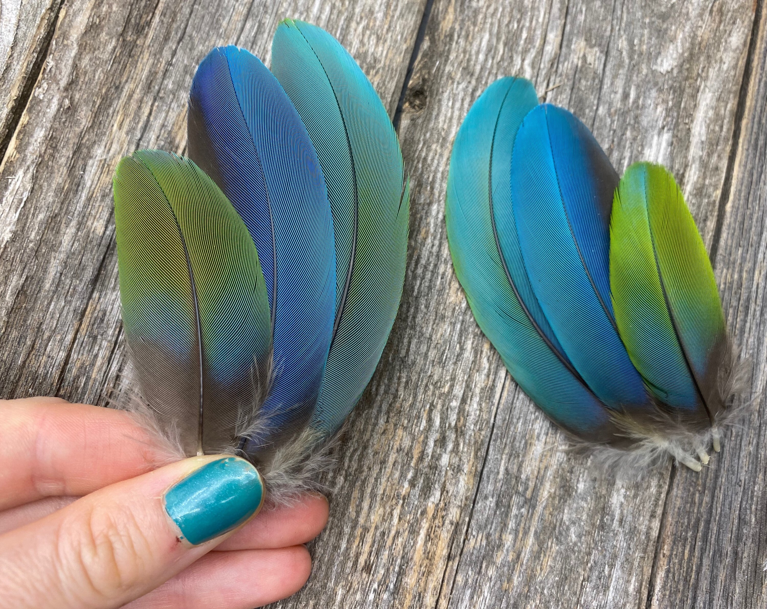 Set of 3 PAIRS cruelty free parrot feathers green Etsy