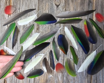 SALE Set of parrot feathers - cruelty free, rare feathers, unique feathers, colorful feathers, accent feathers, natural feathers 3F17