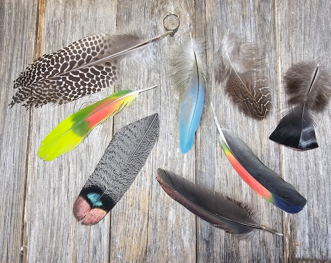 SALE Set of 8 Rare Feathers Cruelty Free, Natural Feathers, Real