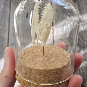 May include: A white snake skull with visible teeth is displayed in a glass dome on a cork base.