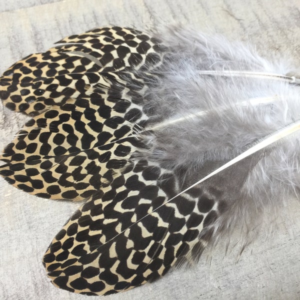 rare Argus Pheasant leopard print feathers - unique feathers, exotic feathers, pheasant feathers, rare feathers, real feathers, cruelty free