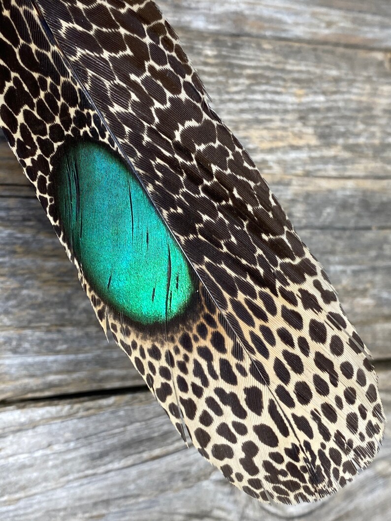 RARE Malayan Peacock Pheasant Feathers Cruelty Free Rare Etsy