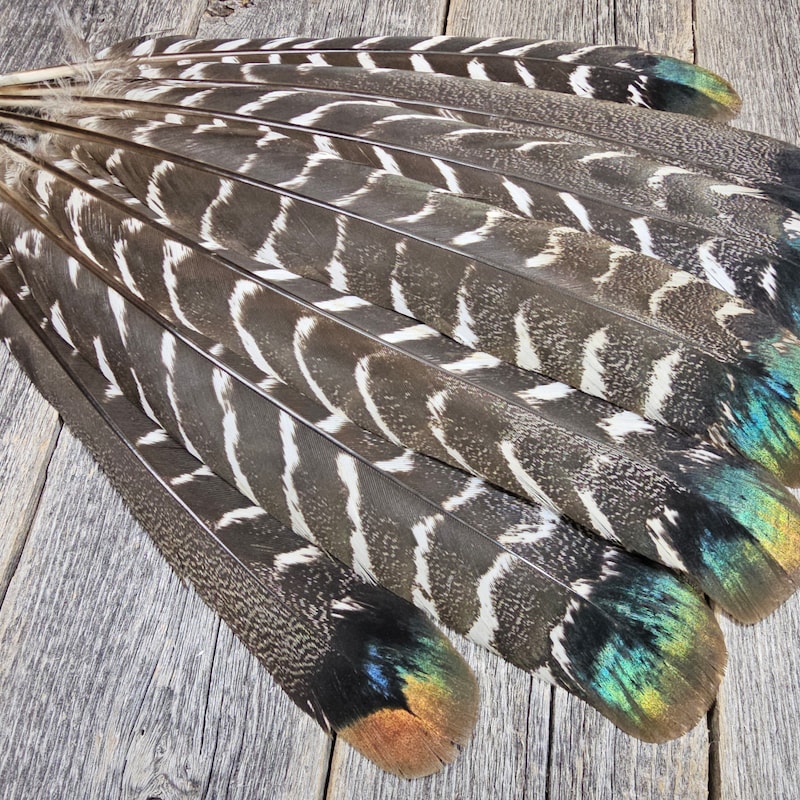 World's Rarest Feather Iridescent Feathers - Etsy