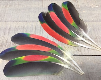 Amazon Parrot Wing Feathers - parrot feathers, colorful feathers, smudge feathers, craft feathers, real feathers, cruelty free, natural